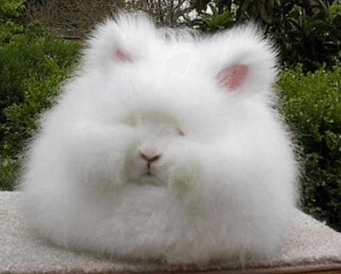 本文告訴你長(zhǎng)毛絨是什么材料以及優(yōu)缺點(diǎn)